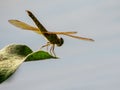 Dragonfly perched on a plant branch Royalty Free Stock Photo