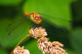Dragonfly perched on a plant Royalty Free Stock Photo