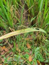 a dragonfly perched on a rice tree