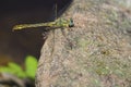 Dragonfly perched on a rock in the ulla river, galicia