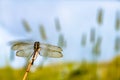 A dragonfly perched on a small branch, against a background of grass, facing the sun Royalty Free Stock Photo