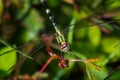 a dragonfly perched on a small tree branch