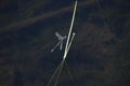 A dragonfly perched on a stalk of grass