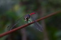 A dragonfly perching on the steel rope from the front right Royalty Free Stock Photo