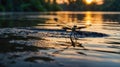 Dragonfly on the Water\'s Edge at Sunset in the Lake with Reflection Beautiful light Royalty Free Stock Photo