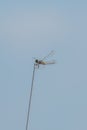 Dragonfly perched on tip of radio aerial Royalty Free Stock Photo
