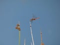 Dragonfly perched on top of a reed