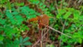 portrait DRAGONFLY. in the open