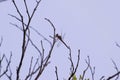 Dragonfly perched on tree branch Royalty Free Stock Photo