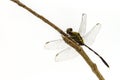 Dragonfly perched on a tree branch Royalty Free Stock Photo
