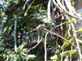 Dragonfly perched on a tree branch Royalty Free Stock Photo