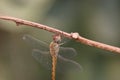 Dragonfly perched on a tree branch without leaves Royalty Free Stock Photo