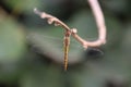 Dragonfly perched on a tree stump Royalty Free Stock Photo