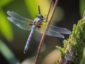 A dragonfly perched on a tree trunk Royalty Free Stock Photo