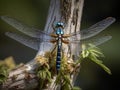 A dragonfly perched on a tree trunk Royalty Free Stock Photo