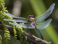 A dragonfly perched on a tree trunk Royalty Free Stock Photo