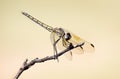 Dragonfly perched on a twig