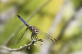 Dragonfly perched on twig Royalty Free Stock Photo