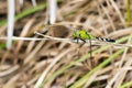 Dragonfly perched on twig Royalty Free Stock Photo