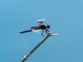 Dragonfly Perched on Twig Royalty Free Stock Photo