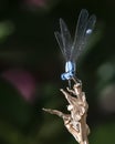 Dragonfly Perching on Dead Plant Stalk Royalty Free Stock Photo