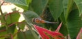 a dragonfly perching on a leaf and he prepared to fly Royalty Free Stock Photo