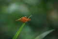 Dragonfly perching on pandanus leaf Royalty Free Stock Photo