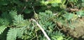 Dragonfly perching on a tree branch with close up view Royalty Free Stock Photo