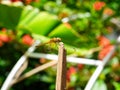 Dragonfly perching on the stump infront of the garden of green leaves and red flowers Royalty Free Stock Photo