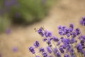 A dragonfly is perching on top of lavender flowers