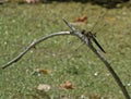 Dragonfly percing over a stream Royalty Free Stock Photo