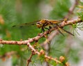 Dragonfly Photo and Image. Close-up side view with its wing spread, resting on a tree branch with green forest background in its Royalty Free Stock Photo