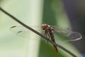 Dragonfly Royalty Free Stock Photo