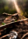 The dragonfly is photographed from behind which is illuminated by the morning sun Royalty Free Stock Photo