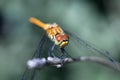 Dragonfly photographed close up. Dragonfly on a branch of grass.