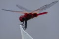 Dragonfly photography Royalty Free Stock Photo