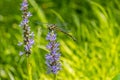 Dragonfly on a pickerelweed plant