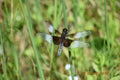 Dragonfly on a piece of grass Royalty Free Stock Photo