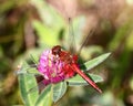 Dragonfly on pink clover Royalty Free Stock Photo