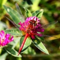 Dragonfly on pink clover Royalty Free Stock Photo