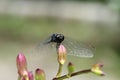 Dragonfly on a pink orchid flower.