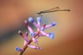 Dragonfly on the pink and purple flower