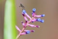 Dragonfly on the pink and purple flower