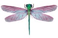 Dragonfly with pink wings on a white background Royalty Free Stock Photo