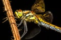 Dragonfly on a plant closeup (Keeled Skimmer)