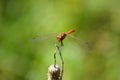 Dragonfly on a plant frontal closeup view with green blurred background Royalty Free Stock Photo