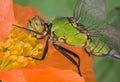 Dragonfly on poppy Royalty Free Stock Photo