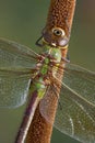 Dragonfly portrait