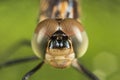 Dragonfly portrait with brown and green eyes macro close up detail Royalty Free Stock Photo