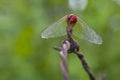 Dragonfly pose